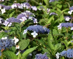 Hydrangea serrata 'Blue Bird'