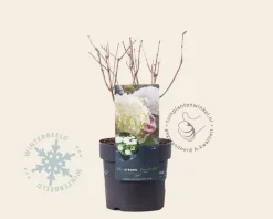 Hydrangea ‘Strong Annabelle’