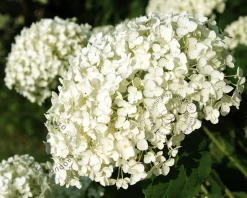 Hydrangea ‘Strong Annabelle’ - XL