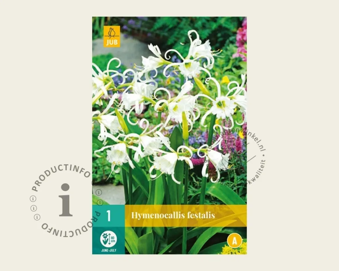 Hymenocallis festalis