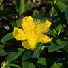 Hypericum calycinum