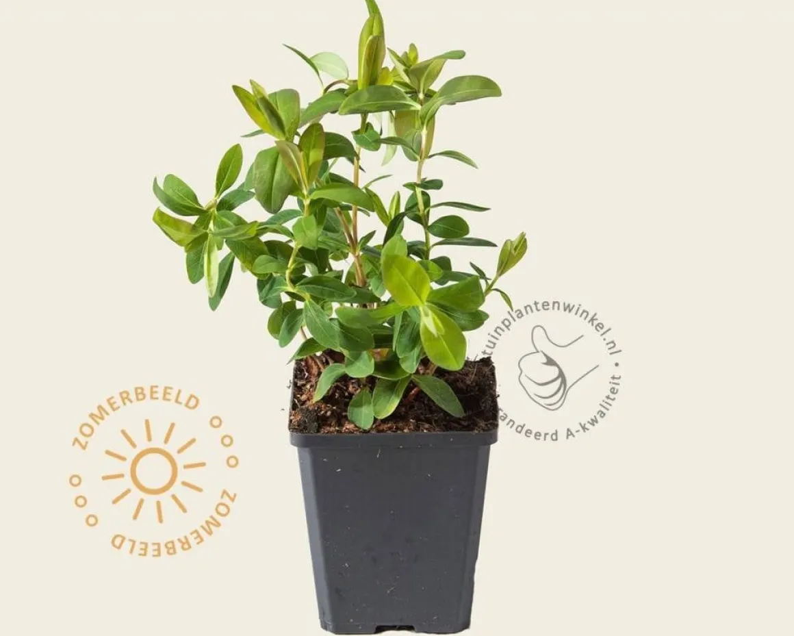 Hypericum calycinum