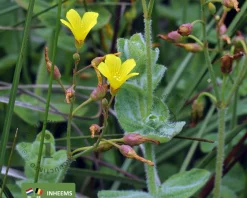 Hypericum elodes
