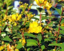 Hypericum 'Hidcote'