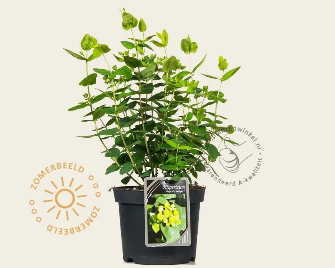 Hypericum 'Magical Limelight'
