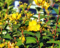 Hypericum 'Magical Limelight'