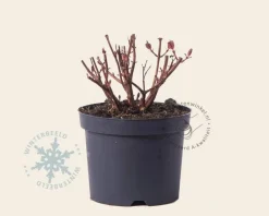 Hypericum 'Magical Red Star'