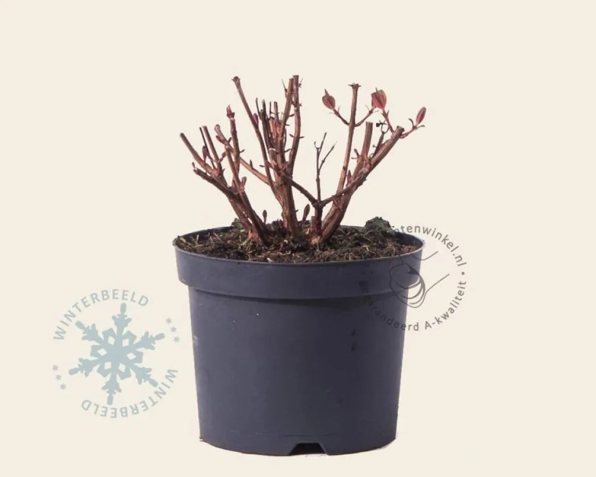 Hypericum 'Magical Red Star'