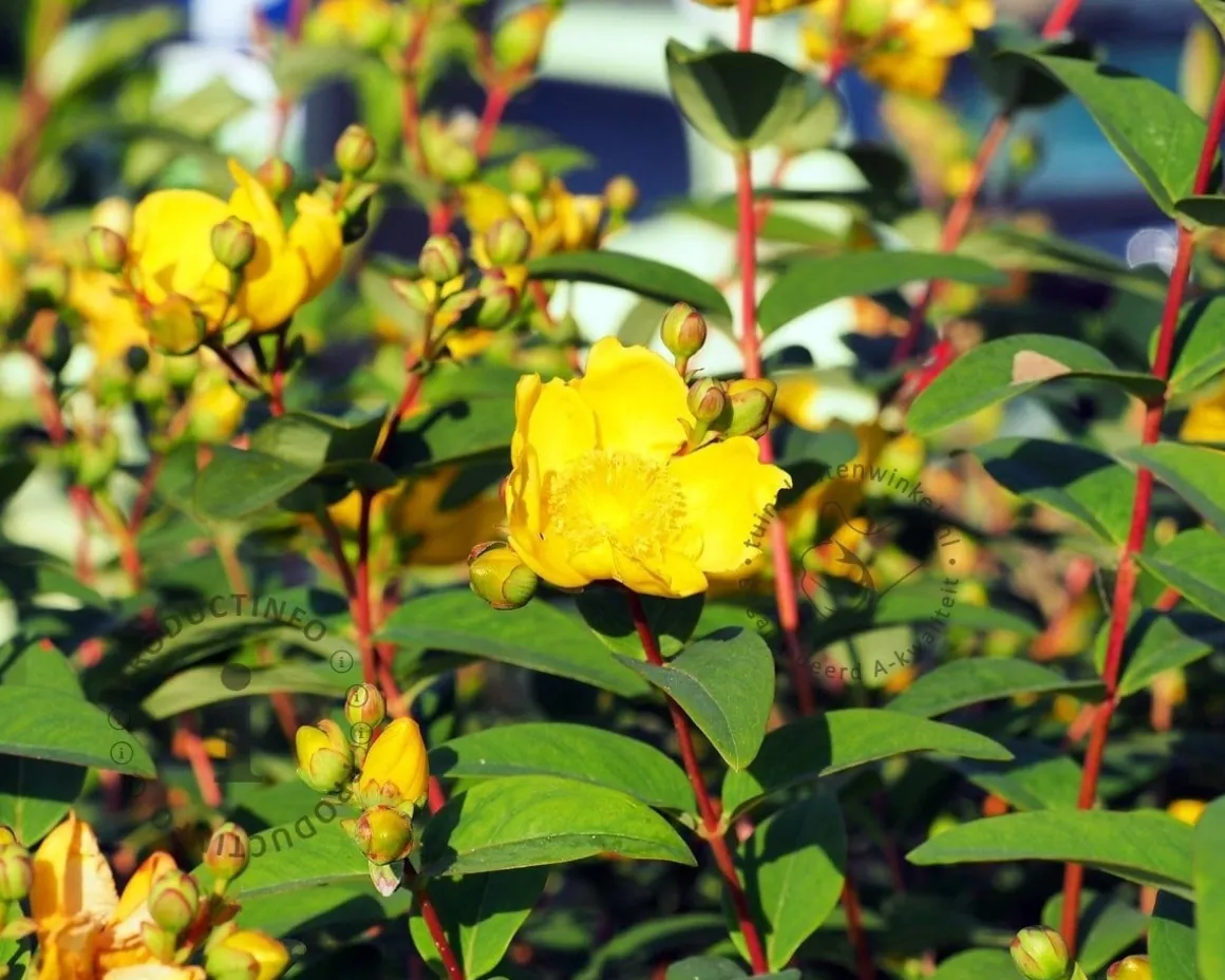 Hypericum 'Magical Red Star'