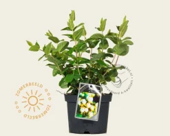 Hypericum 'Magical White'