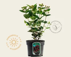 Hypericum 'Miracle Attraction'