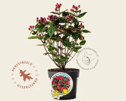 Hypericum 'Miracle Attraction'