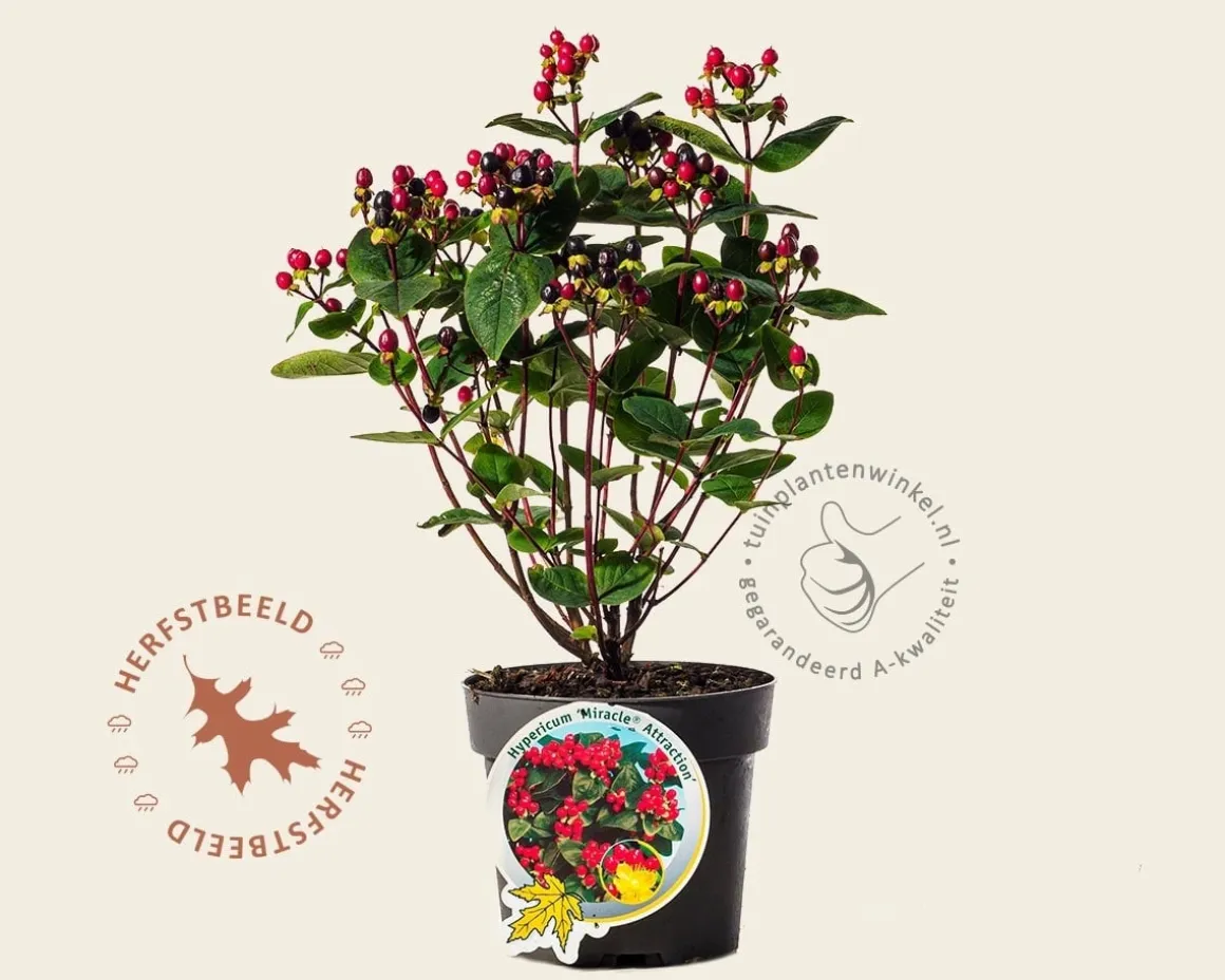 Hypericum 'Miracle Attraction'