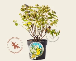 Hypericum 'Miracle Blizz'