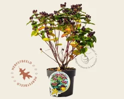 Hypericum 'Miracle Marvel'