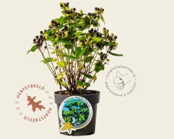 Hypericum 'Miracle Pistache'