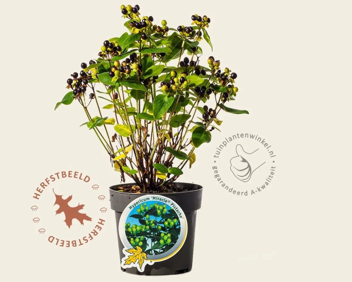 Hypericum 'Miracle Pistache'