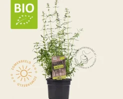 Hyssopus officinalis Puur
