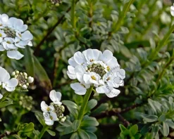 Iberis sempervirens