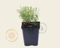 Iberis sempervirens 'Weisser Zwerg'