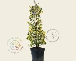 Ilex altaclerensis 'Golden King' - in pot