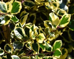 Ilex altaclerensis 'Golden King' - in pot