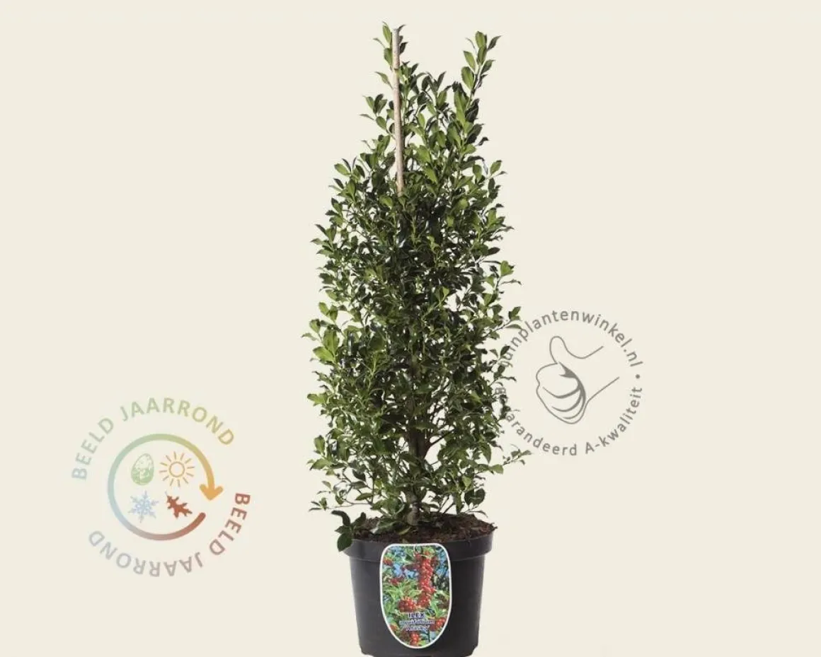 Ilex aquifolium 'Alaska' - in pot