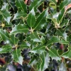 Ilex aquifolium 'Alaska' - op stam