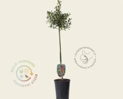 Ilex aquifolium 'Alaska' - op stam