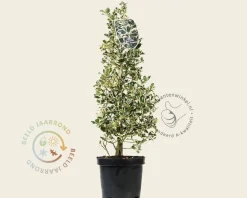 Ilex aquifolium 'Argentea Marginata' - in pot