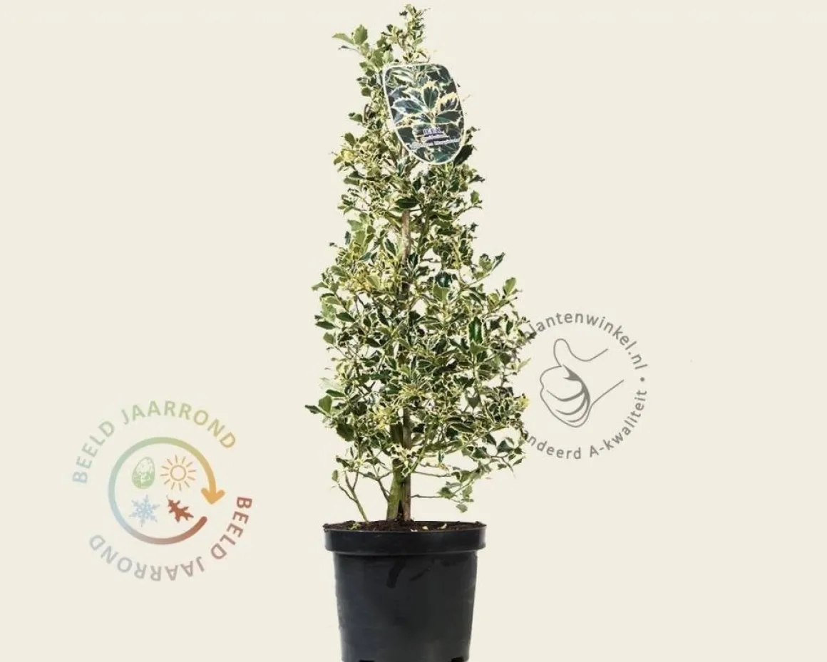 Ilex aquifolium 'Argentea Marginata' - in pot
