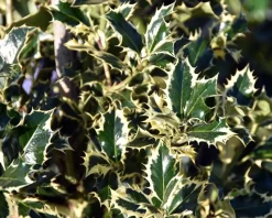Ilex aquifolium 'Argentea Marginata' - op stam