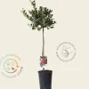 Ilex aquifolium 'J.C. Van Tol' - op stam