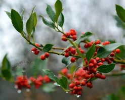 Ilex aquifolium 'J.C. Van Tol' - op stam