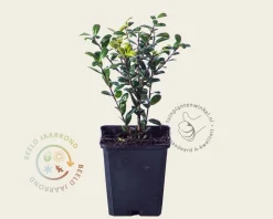 Ilex crenata 'Caroline Upright' - in pot