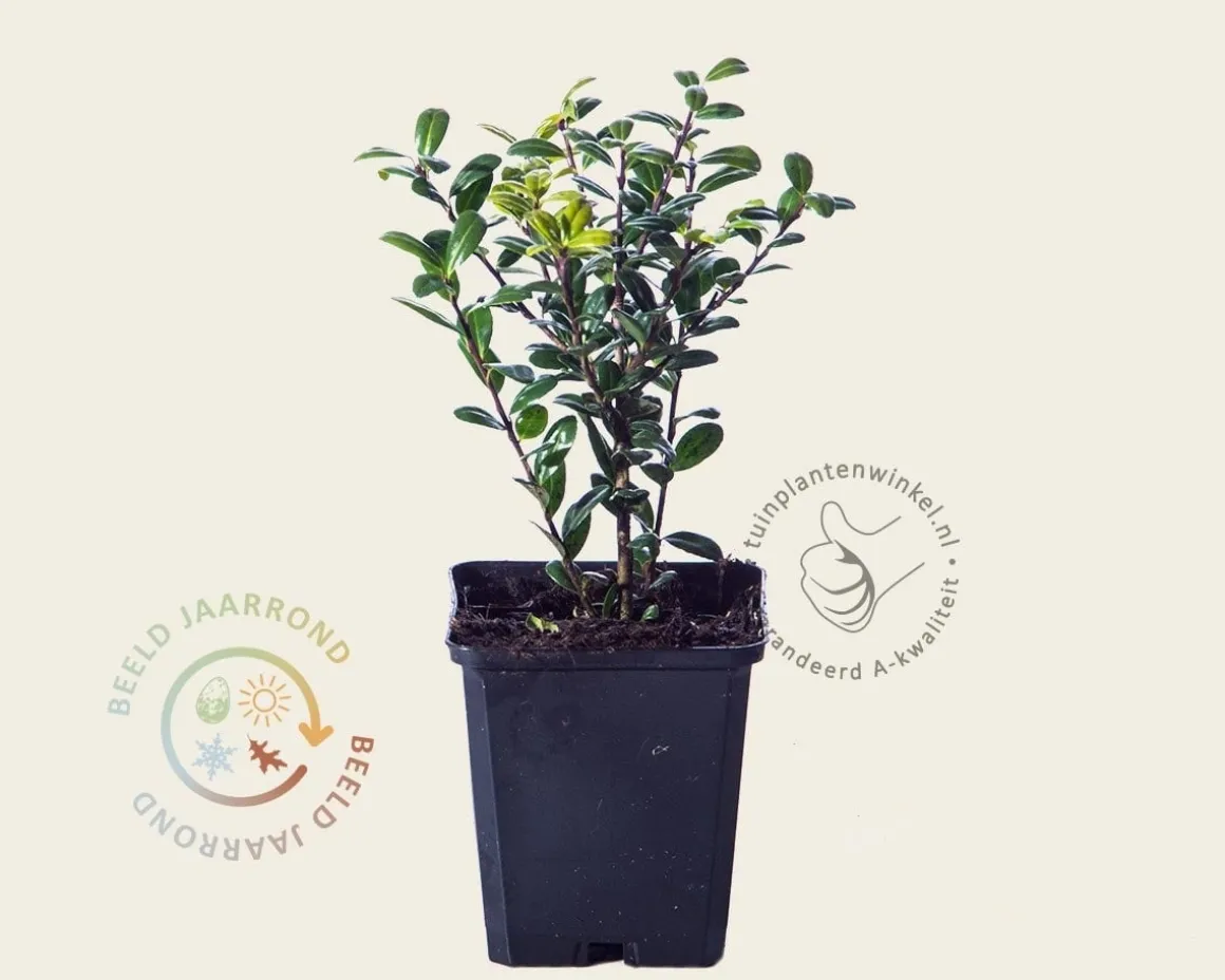 Ilex crenata 'Caroline Upright' - in pot