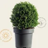 Ilex crenata 'Convexa' - bolvorm