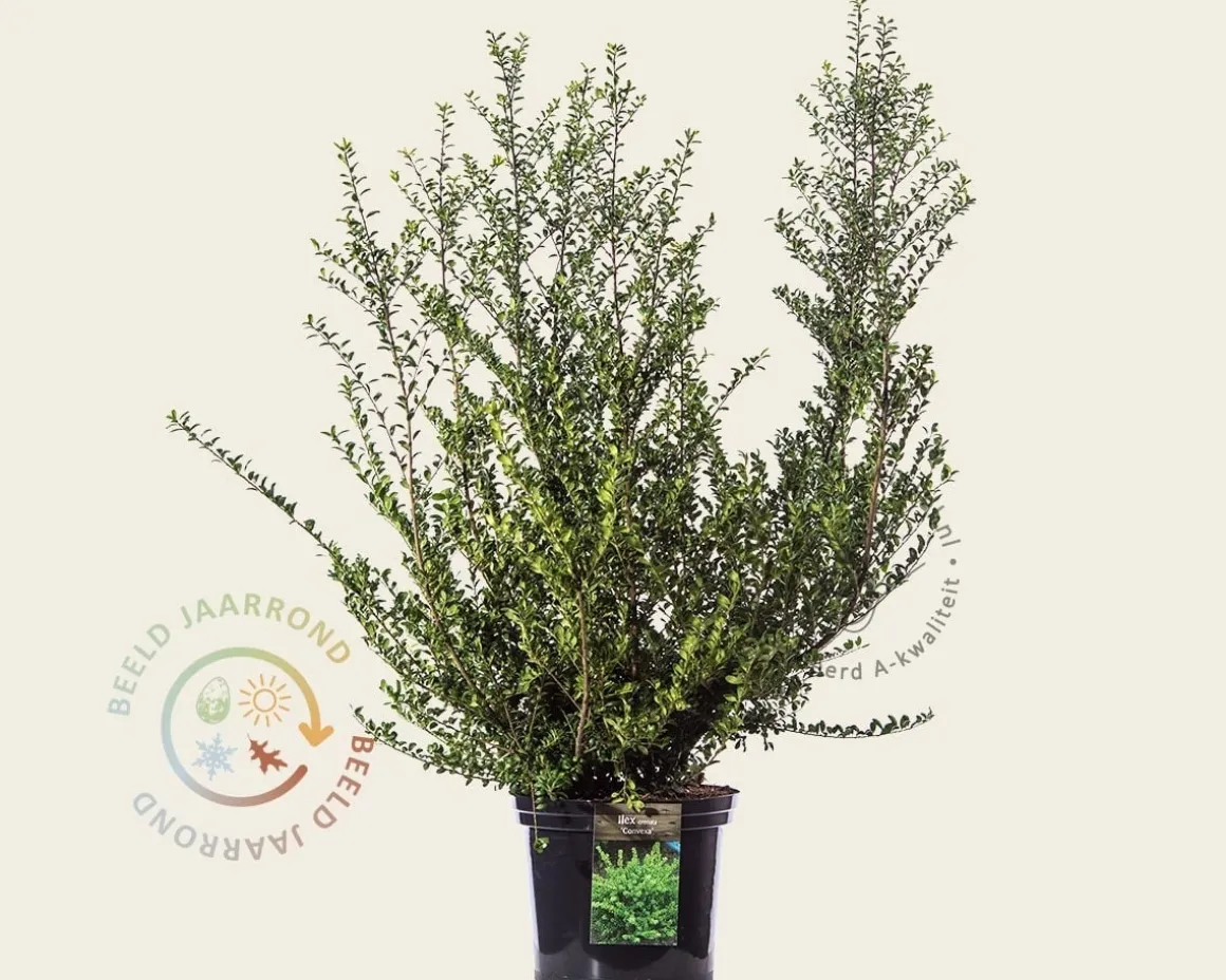 Ilex crenata 'Convexa' - in pot