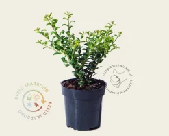 Ilex crenata 'Convexa' - in pot