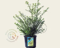 Ilex crenata 'Convexa' - in pot