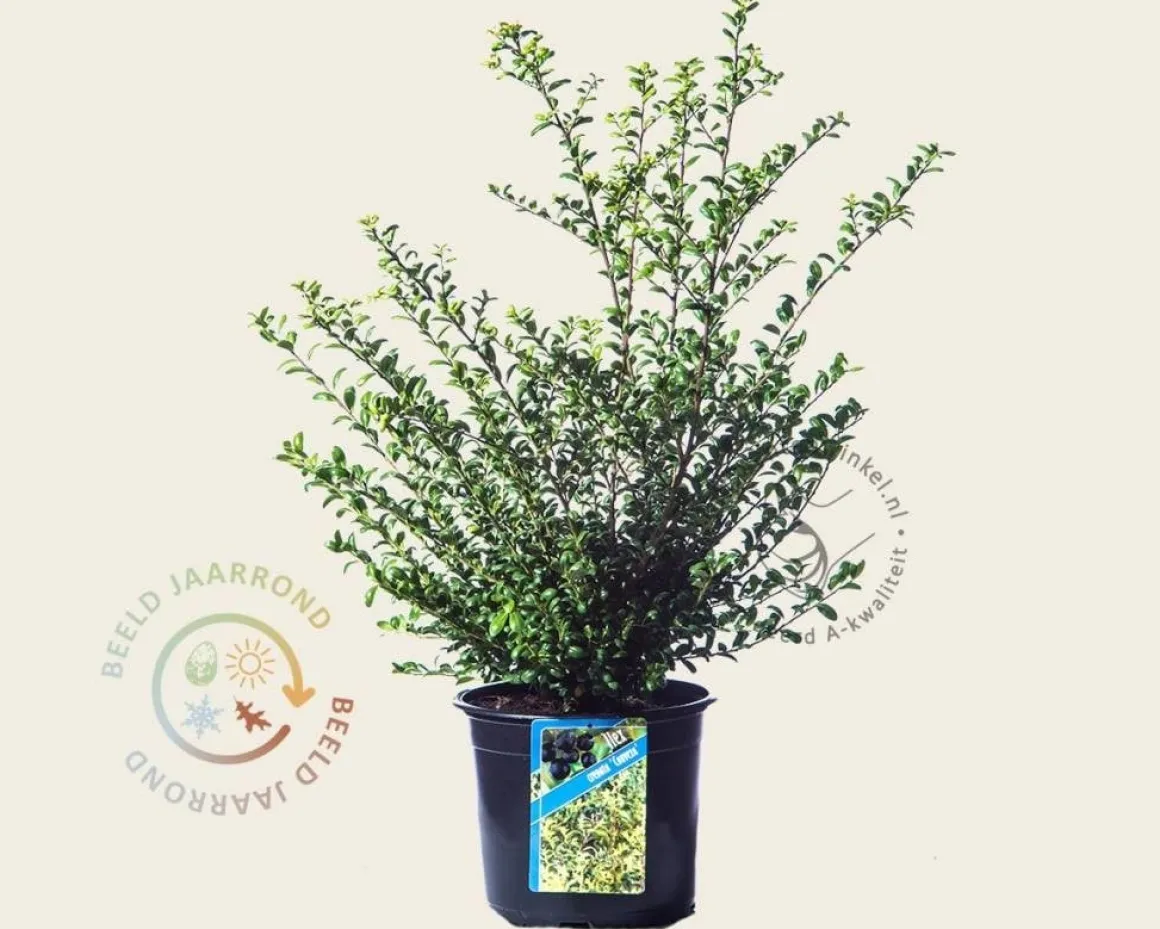 Ilex crenata 'Convexa' - in pot