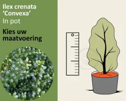 Ilex crenata 'Convexa' - in pot