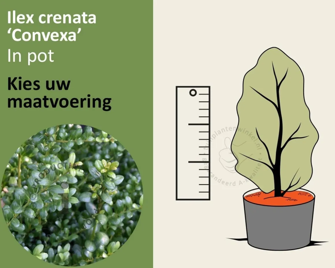 Ilex crenata 'Convexa' - in pot