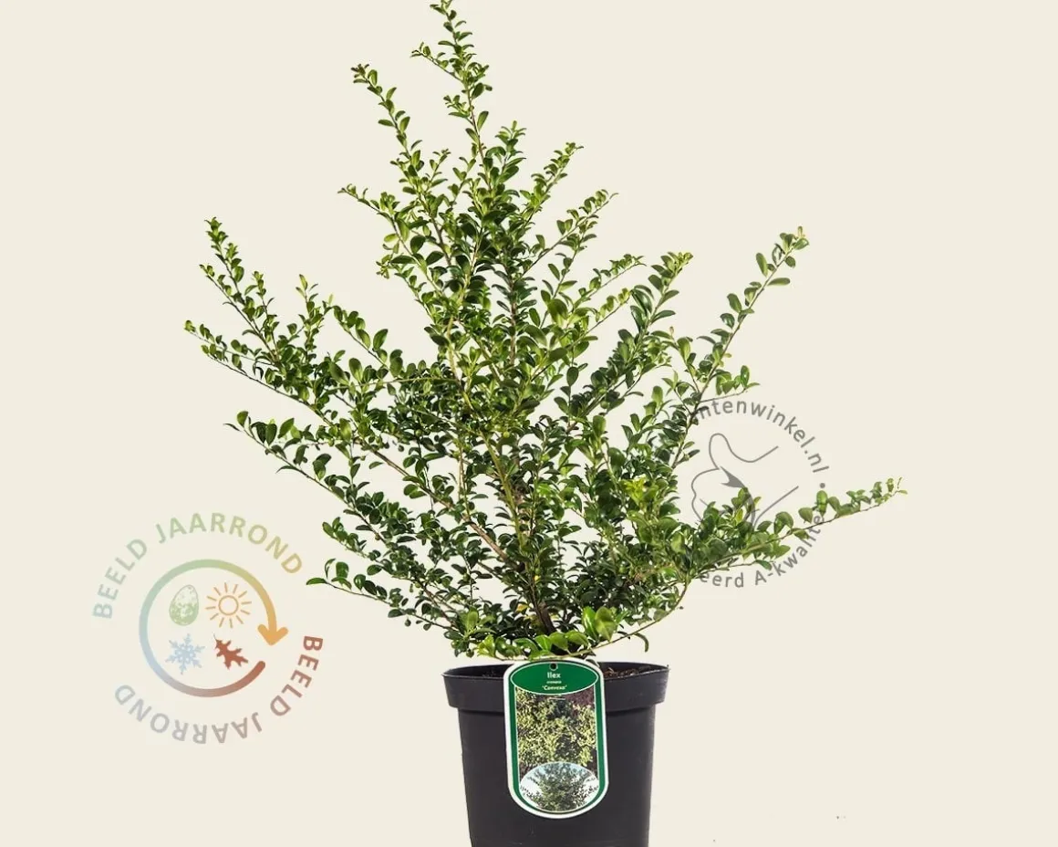 Ilex crenata 'Convexa' - in pot