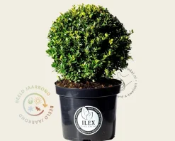 Ilex crenata 'Dark Green' - bolvorm