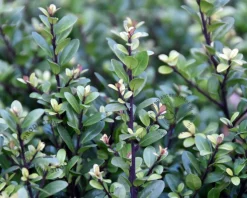 Ilex crenata 'Dark Green' - in pot