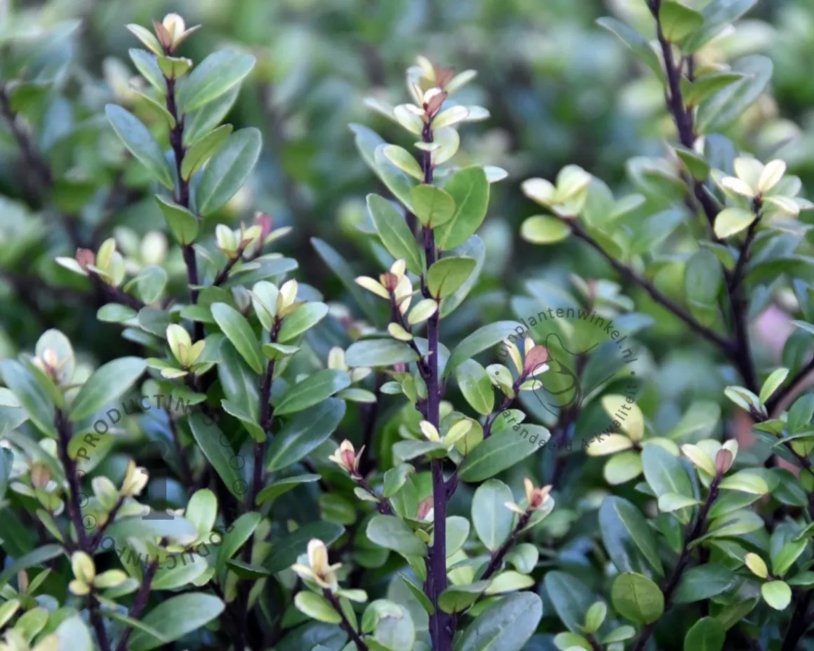 Ilex crenata 'Dark Green' - in pot