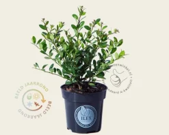 Ilex crenata 'Dark Green' - in pot