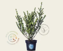 Ilex crenata 'Dark Green' - in pot