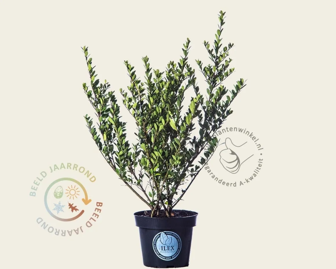 Ilex crenata 'Dark Green' - in pot